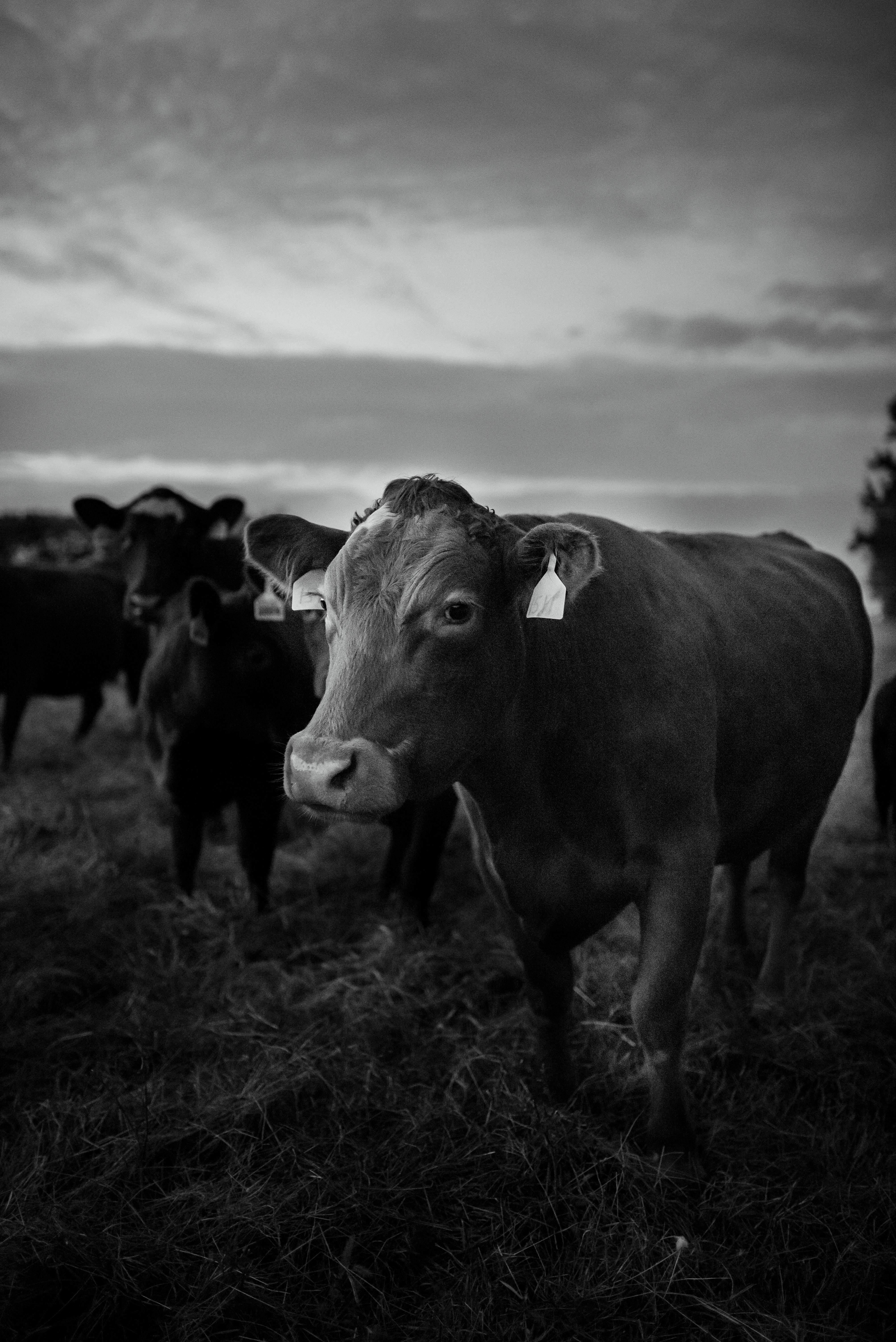 Farm Animals: Casey Calhoun, Marlboro