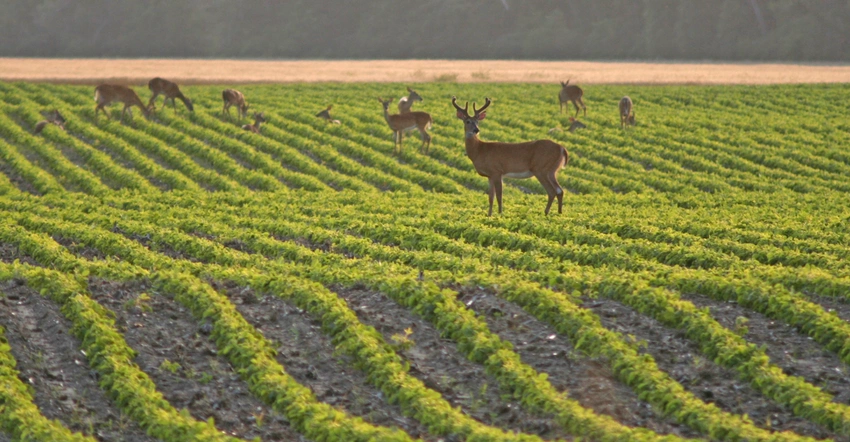 deer in cotton