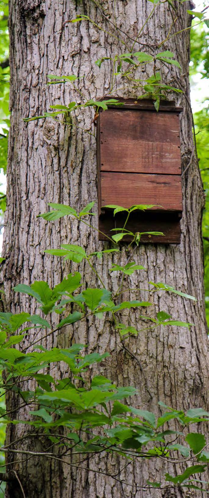 Bat hotel hanging on side of tree