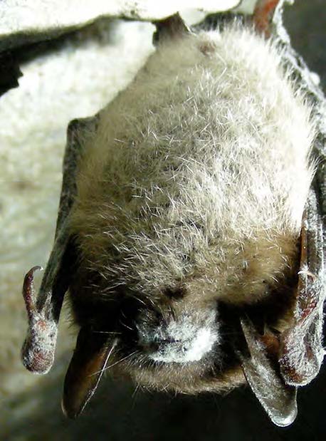 Fluffy bat hangs upside down