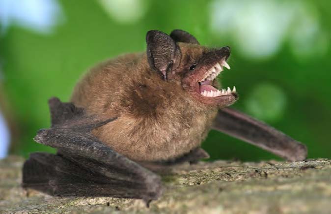 Bat bares its fangs