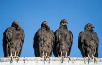 Black Vultures