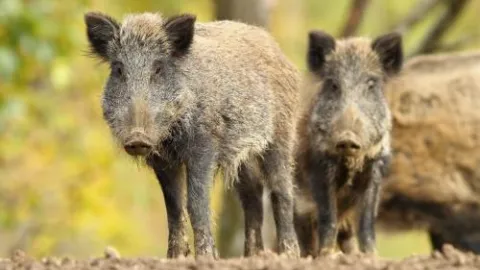 Wild hogs