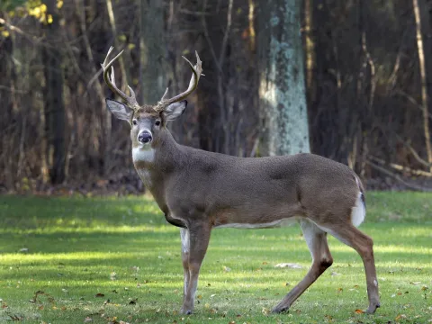 Picture of a deer