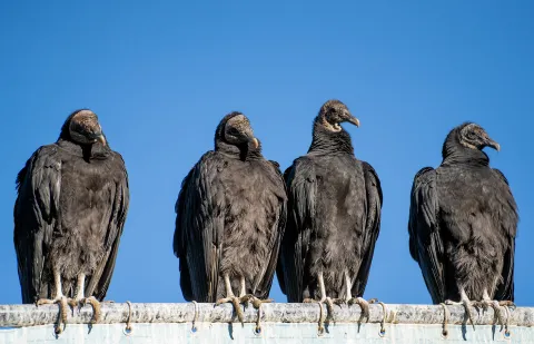Black Vultures 