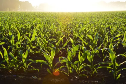 Field of crops