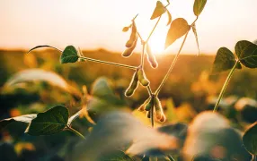 Soybeans