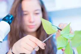 Plant in lab