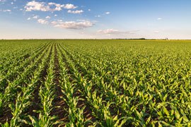 Field of crops